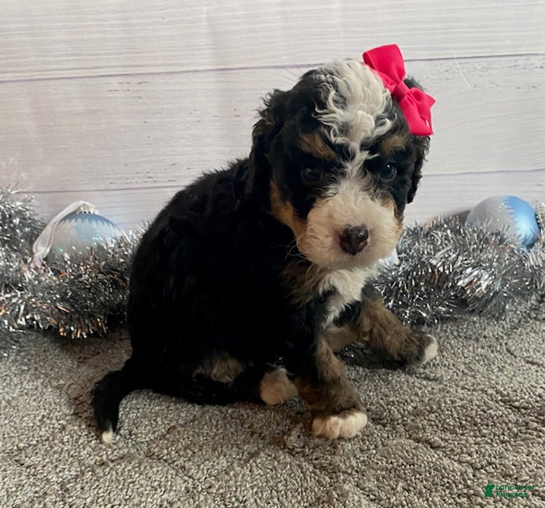 Mini Bernedoodle dogs for sale: Sunshine - Ad 3