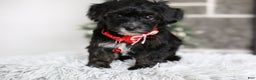 Yorkiepoo dogs for sale: Tinkerbelle - Ad 7