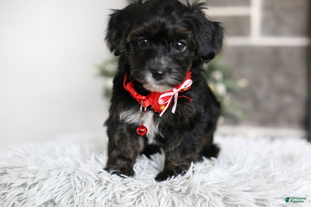 Yorkiepoo dogs for sale: Tinkerbelle - Ad 7