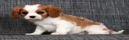 Cavalier King Charles Spaniel dogs for sale: Macy - Ad 8