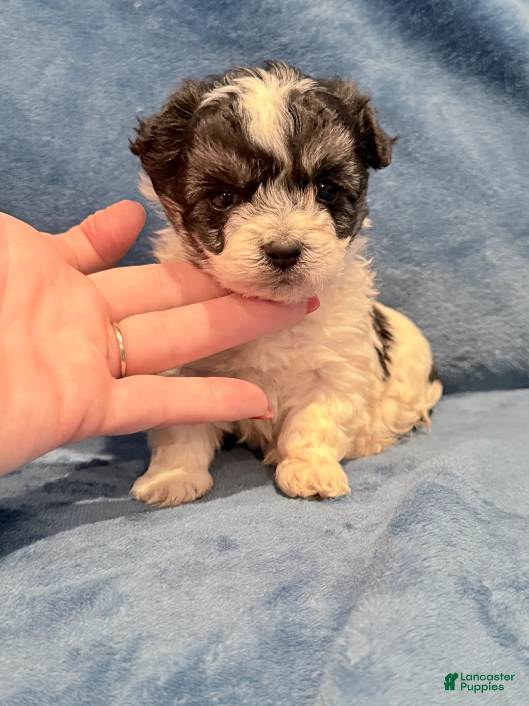 Maltipoo dogs for sale: Maltipoo Puppy 1 - Ad 3