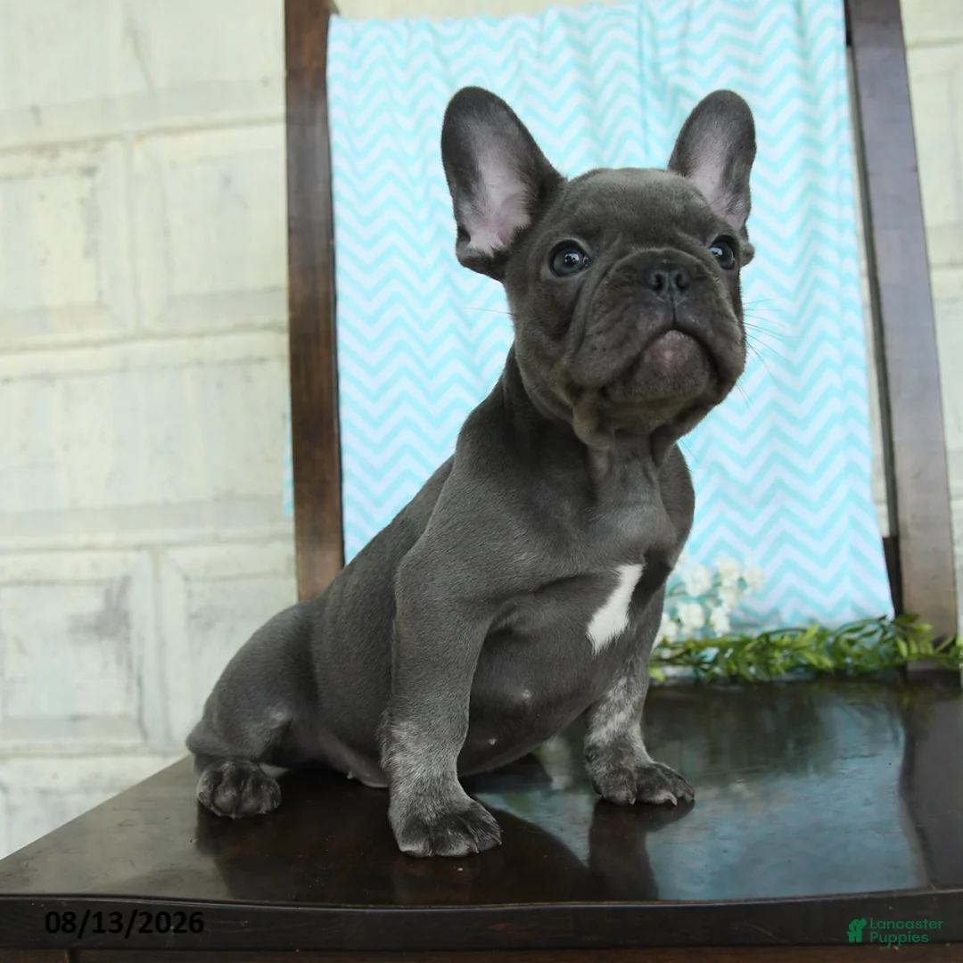 French Bulldog dogs for sale: Lessly - Ad 1