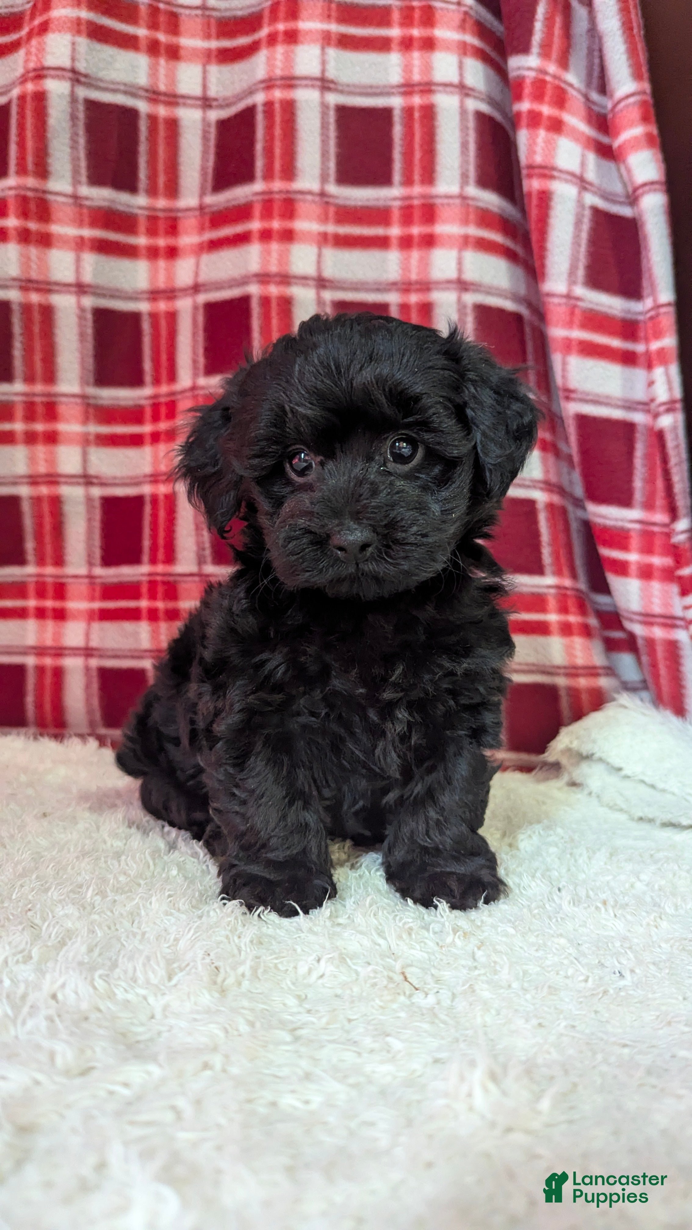 Yorkiepoo dogs Theo - Ad 1