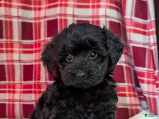 Yorkiepoo dogs for sale: Theo - Ad 4