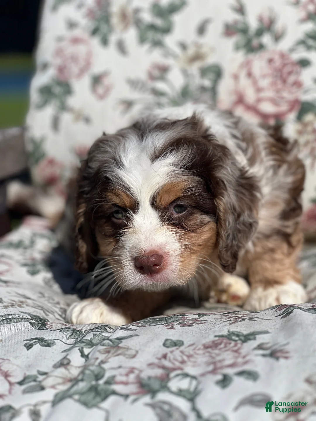 Mixed Breed dogs for sale: Oero - Ad 1