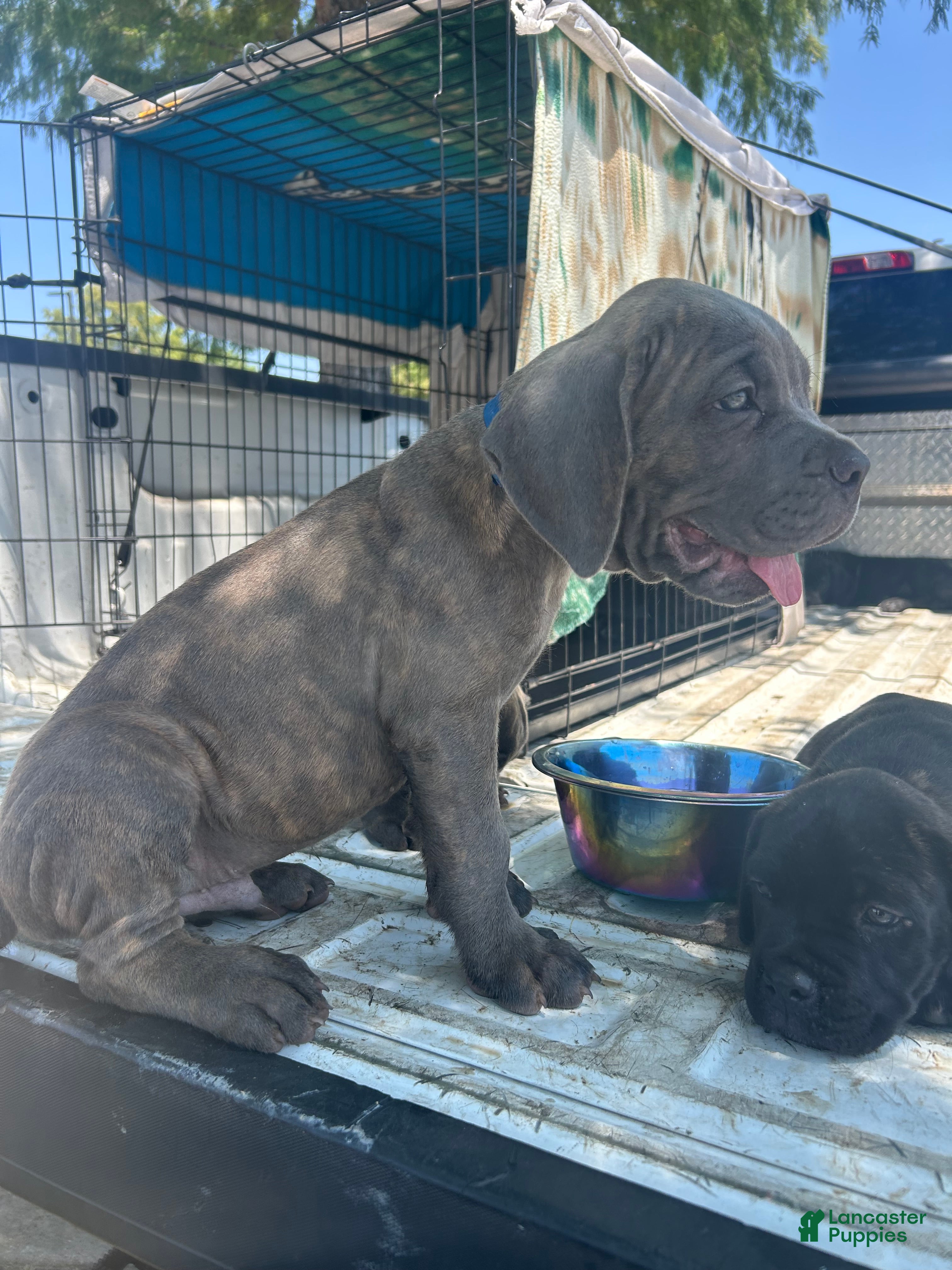 Cane Corso dogs Cane Corso 3 - Ad 2
