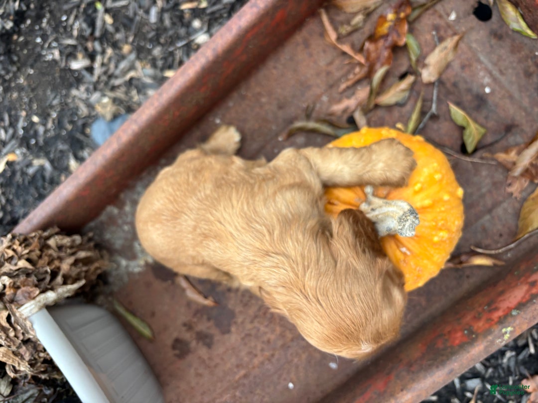 Cocker Spaniel dogs for sale: Dusty - Ad 3