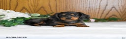 Miniature Dachshund dogs for sale: Kamden - Ad 2