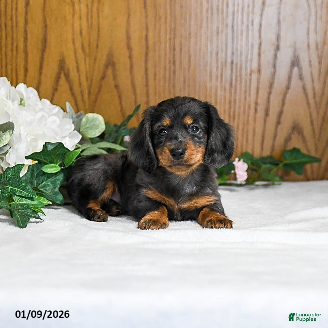 Miniature Dachshund dogs for sale: Kamden - Ad 2