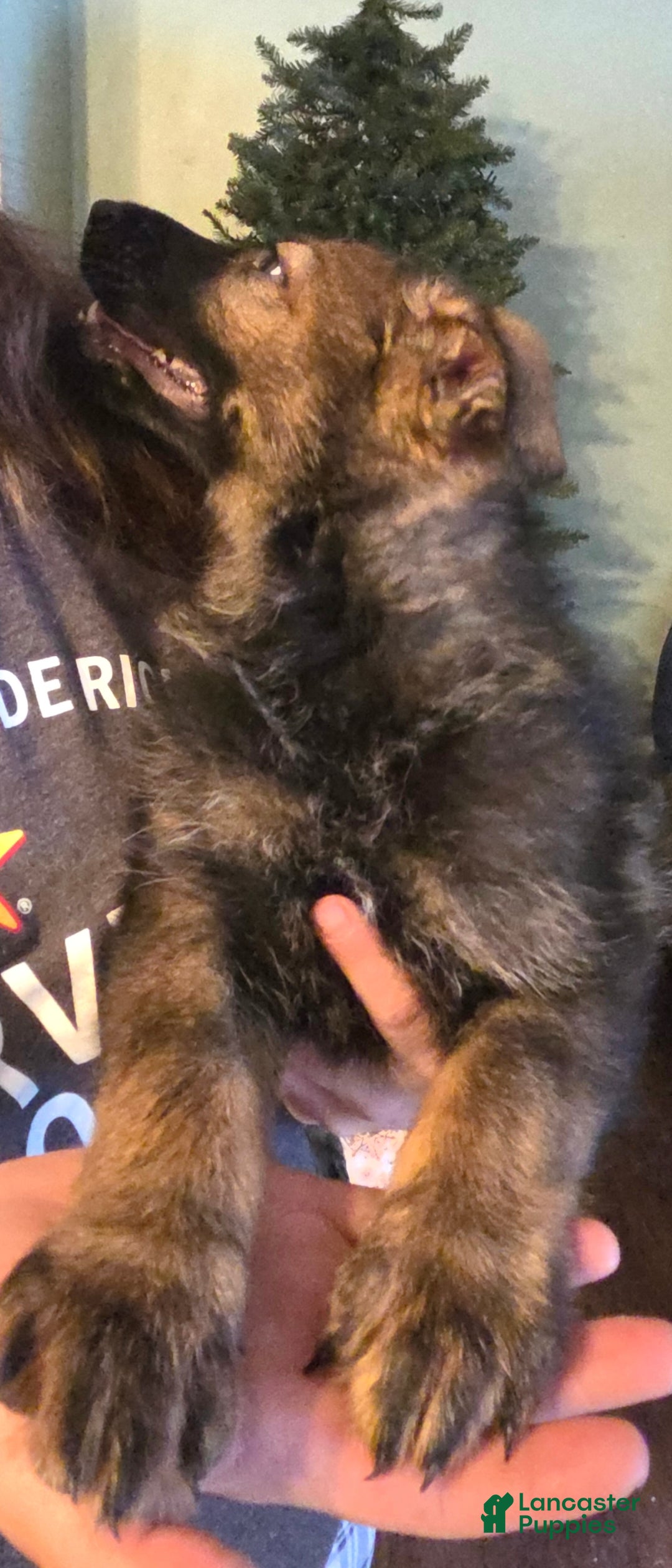 German Shepherd dogs for sale: German Shepherd Puppy 1 - Ad 4