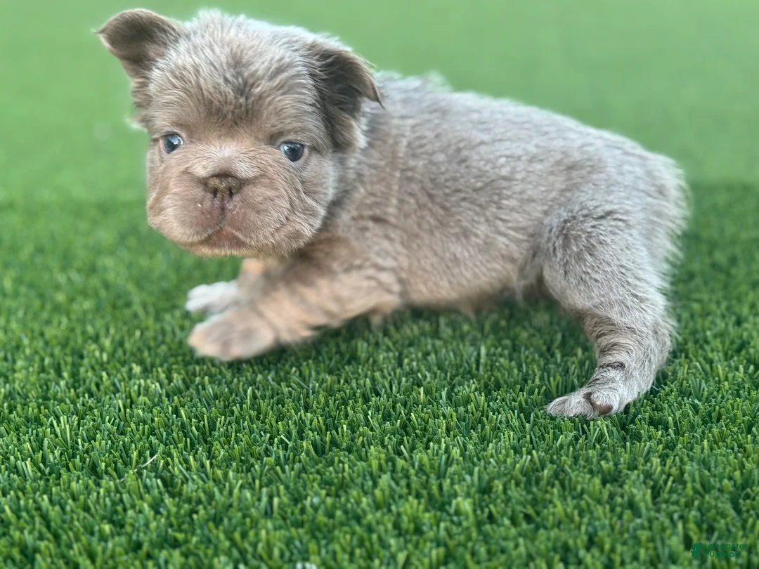 French Bulldog dogs for sale: Nova - Ad 8