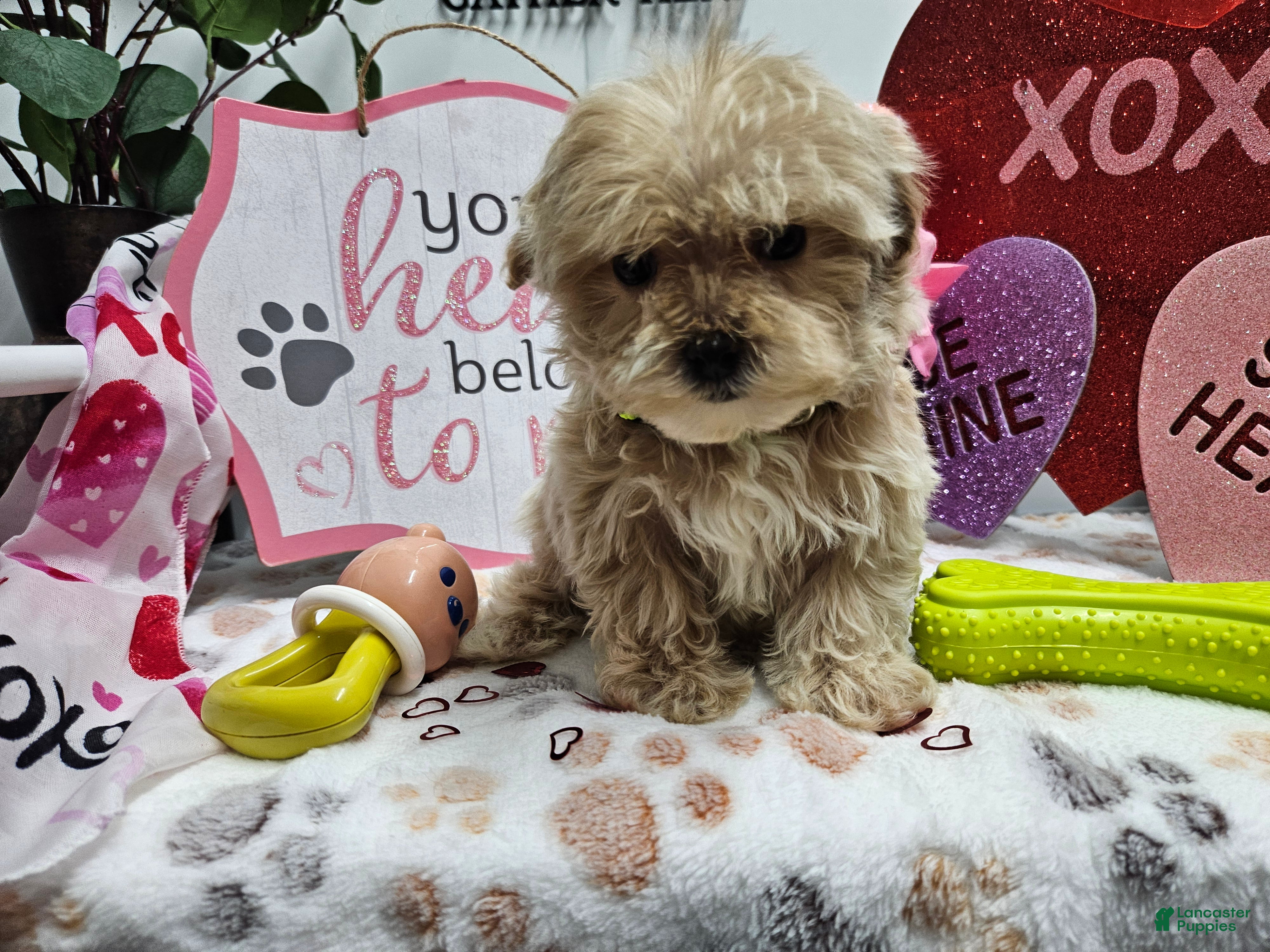Maltipoo dogs Maltipoo Rambo Jaye - Ad 39