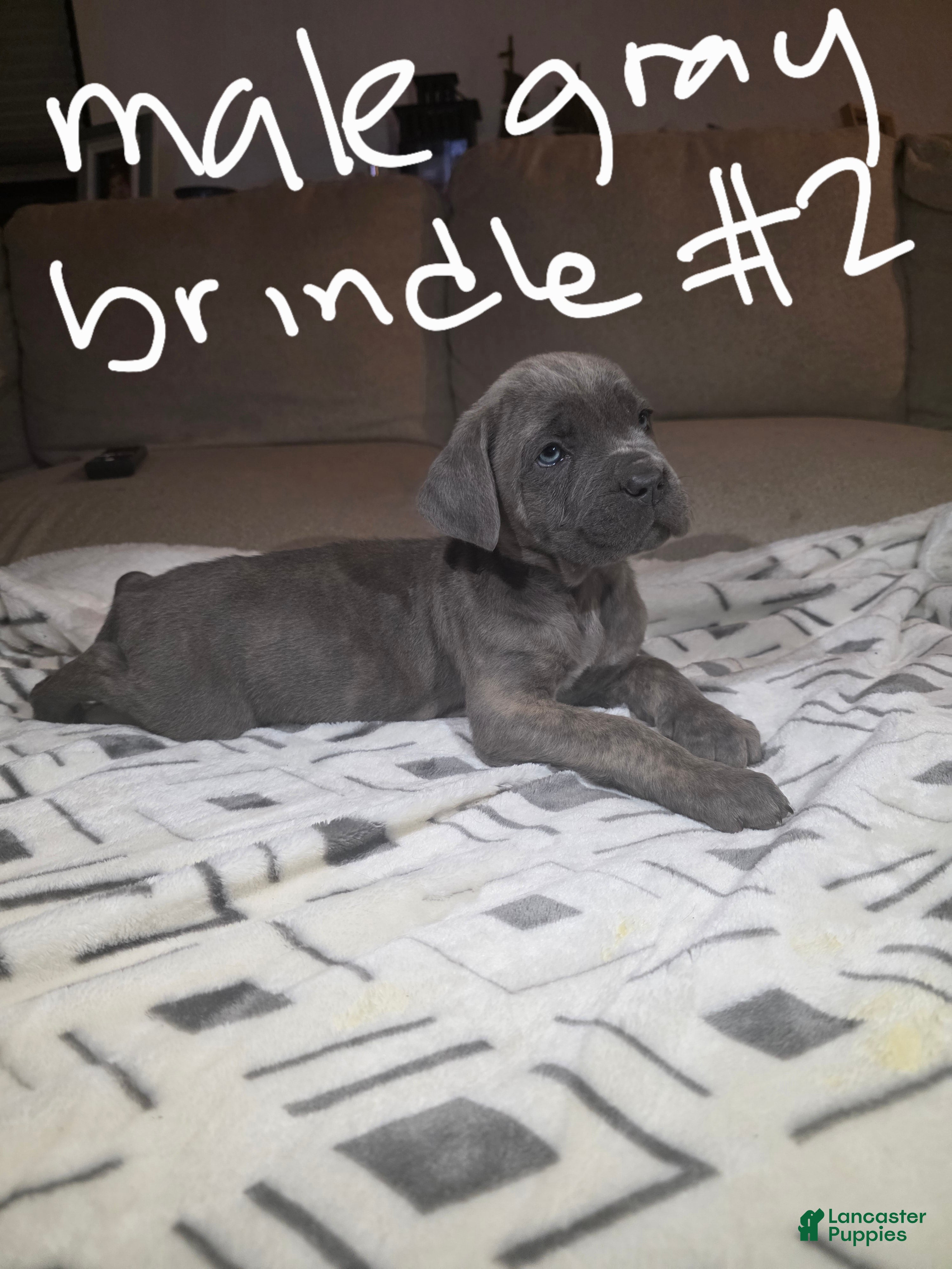 Cane Corso dogs Cane Corso Puppy 1 - Ad 11
