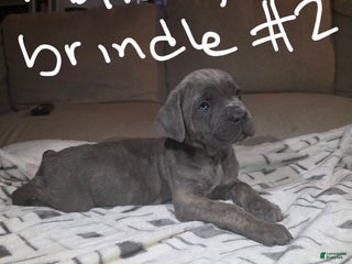 Cane Corso dogs Cane Corso Puppy 1 - Ad 6
