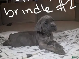 Cane Corso dogs Cane Corso Puppy 1 - Ad 19