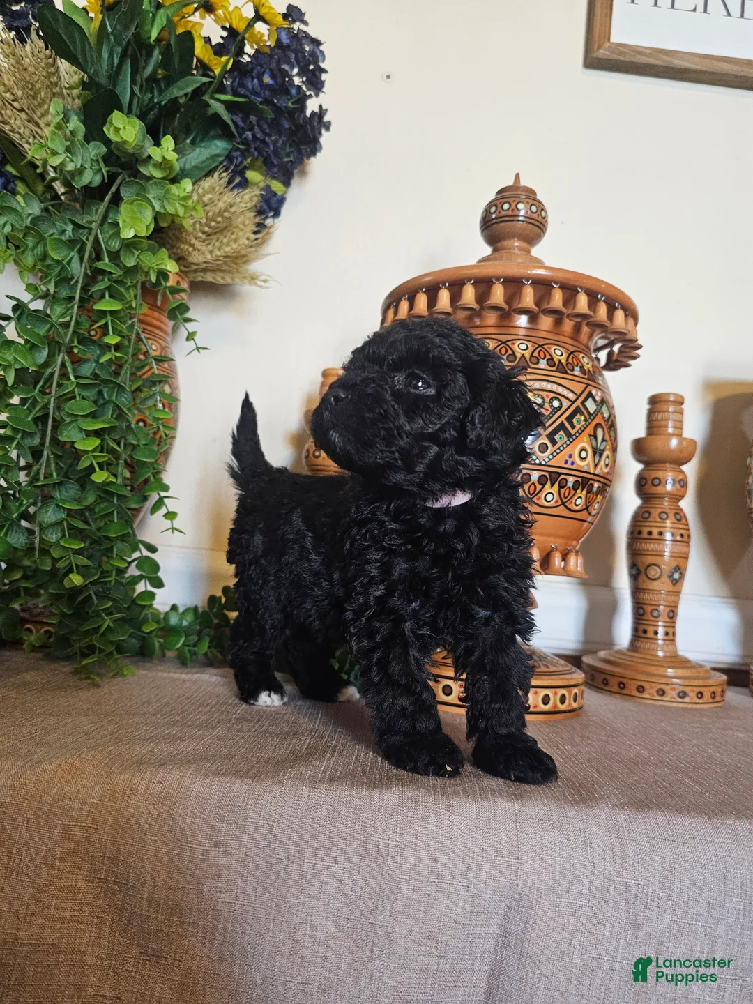 Mini Goldendoodle dogs for sale: Rosie - Ad 3