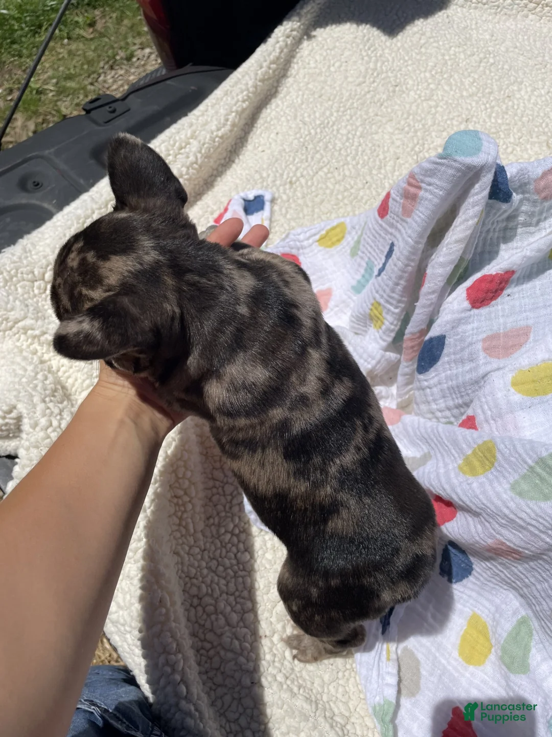 French Bulldog dogs for sale: Tiger - Ad 7
