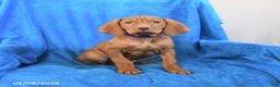 Vizsla dogs for sale: Scout - Ad 2