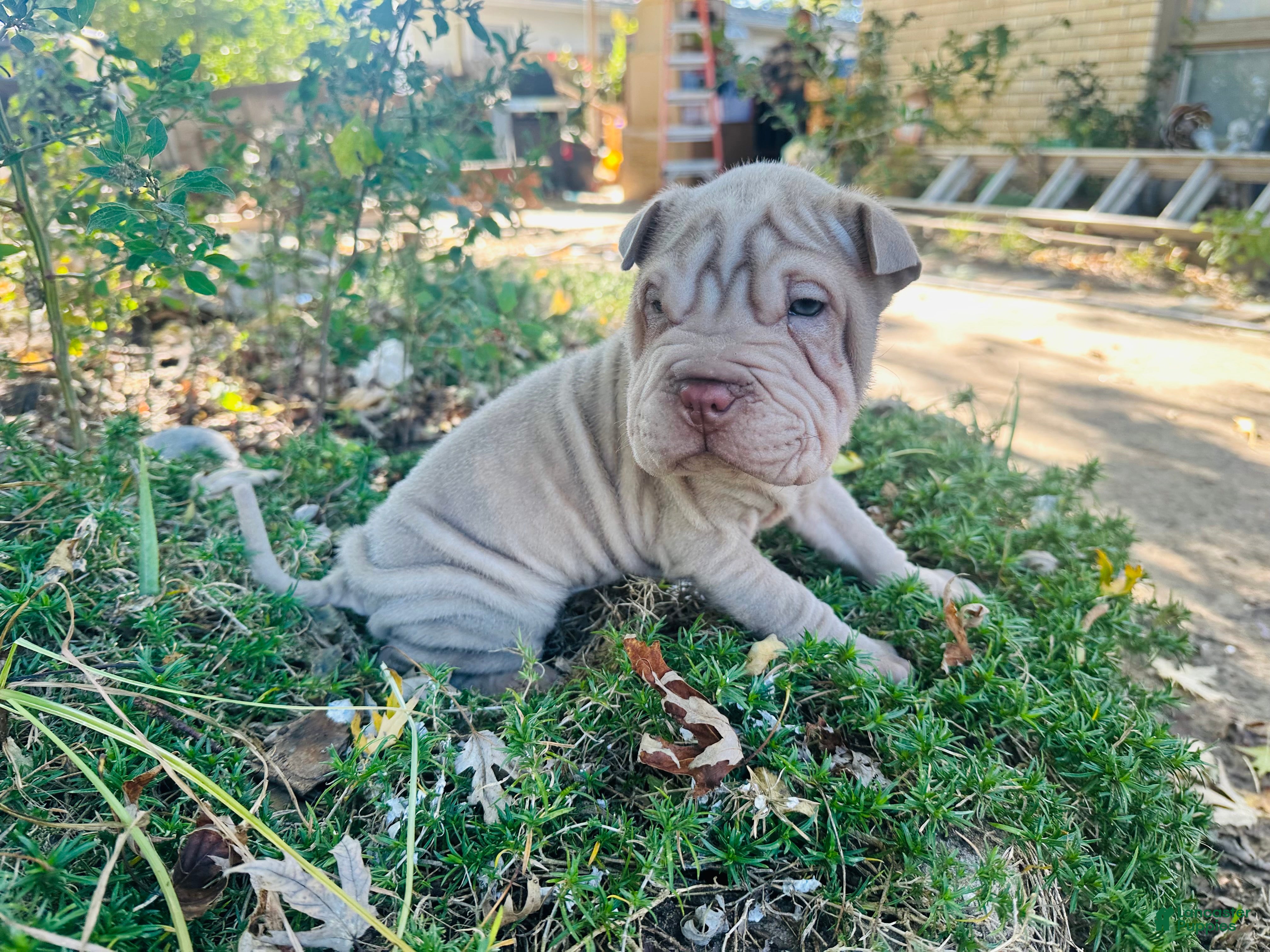 Shar Pei Puppies for sale Lancaster Puppies - Main Image
