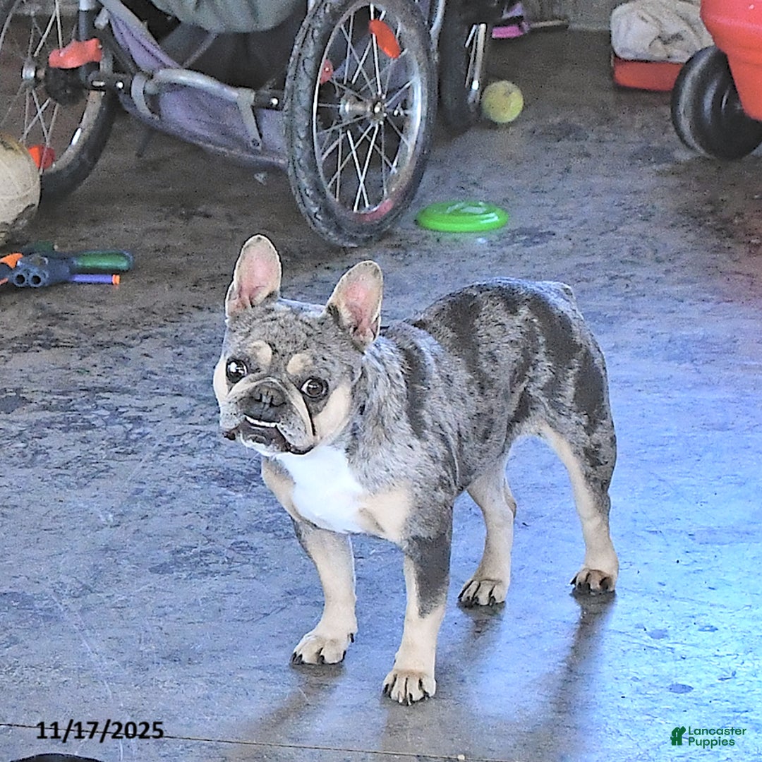 French Bulldog dogs for sale: Bella   - Ad 3