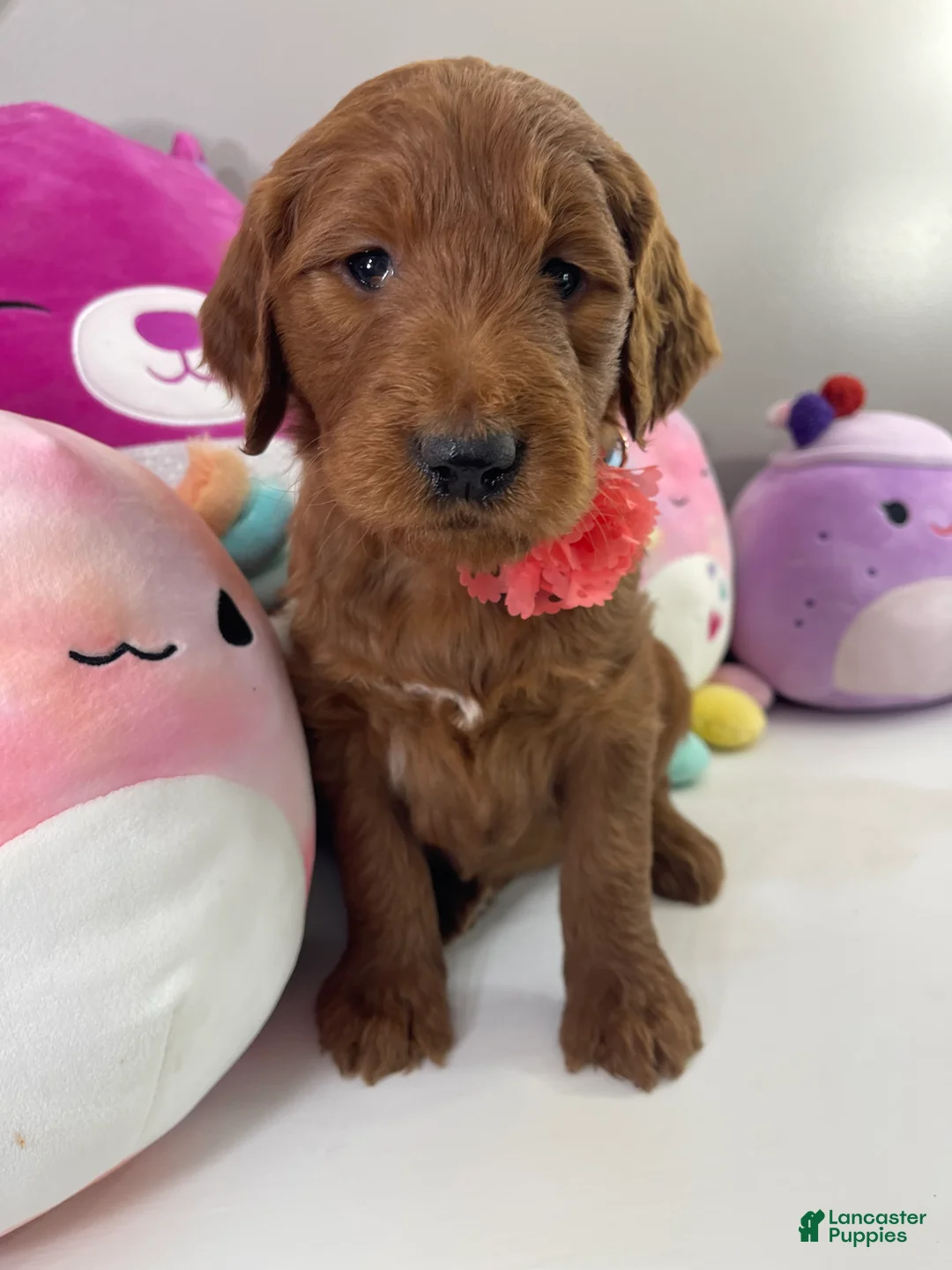 Goldendoodle dogs for sale: IVY - Ad 2