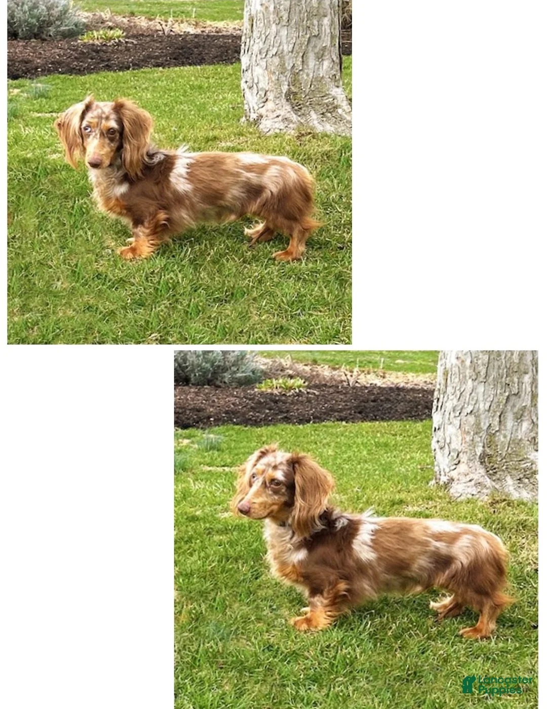 Miniature Dachshund dogs for sale: Francesca - Ad 6