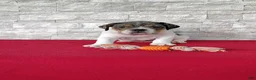 Beabull dogs for sale: Rachel - Ad 3
