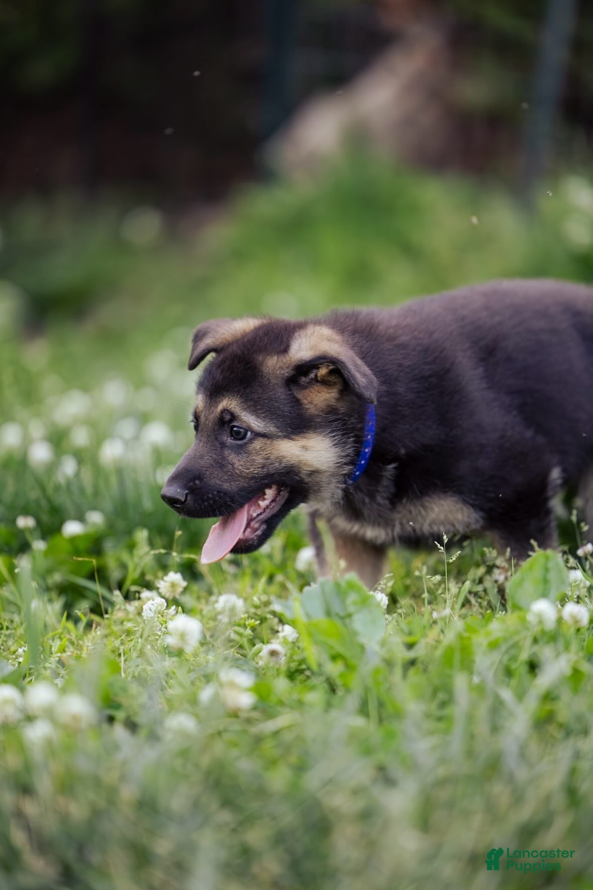 German Shepherd dogs Duke - Ad 2