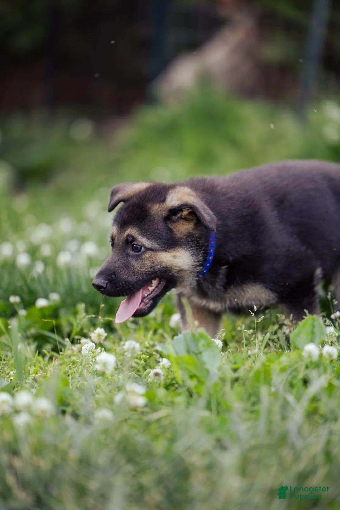 German Shepherd dogs for sale: Duke - Ad 2