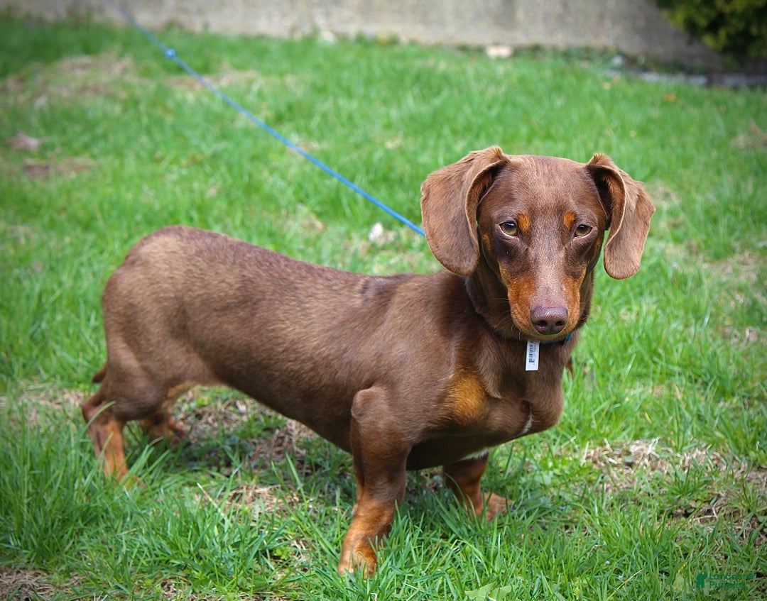 Miniature Dachshund dogs for sale: Hopefully AKC - Ad 7