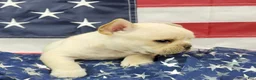 French Bulldog dogs for sale: Keoki - Ad 10