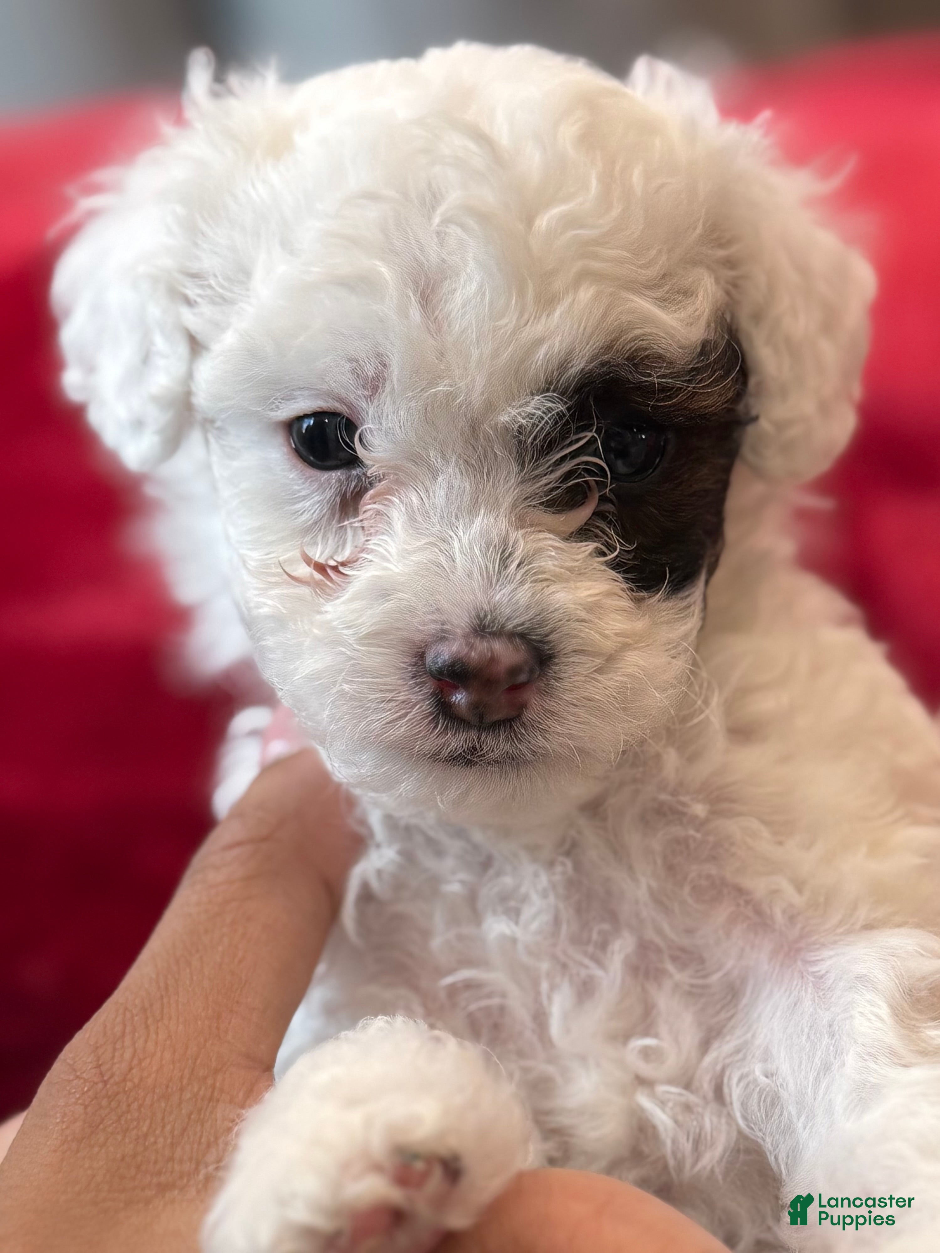 Mini Bernedoodle dogs Sauvignon Blanc - Ad 31