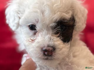 Mini Bernedoodle dogs Sauvignon Blanc - Ad 10