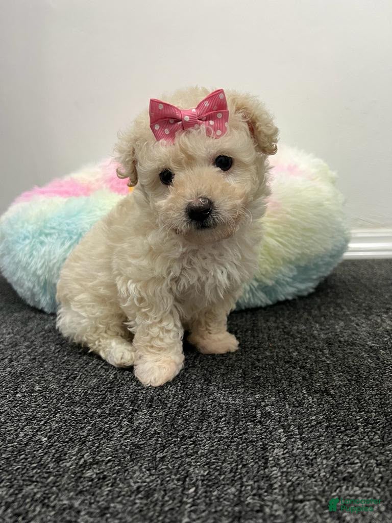 Toy Poodle dogs Coco  - Ad 2