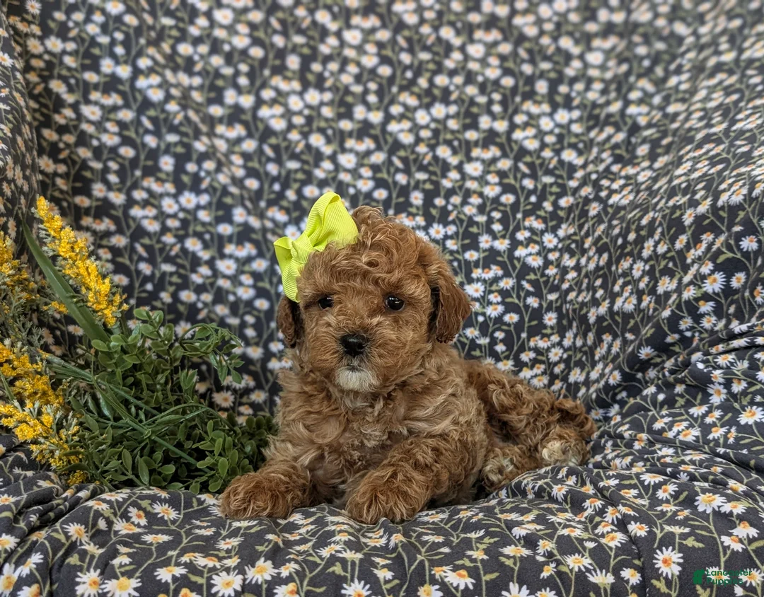 Cockapoo dogs for sale: Jayden Hypoallergenic - Ad 6