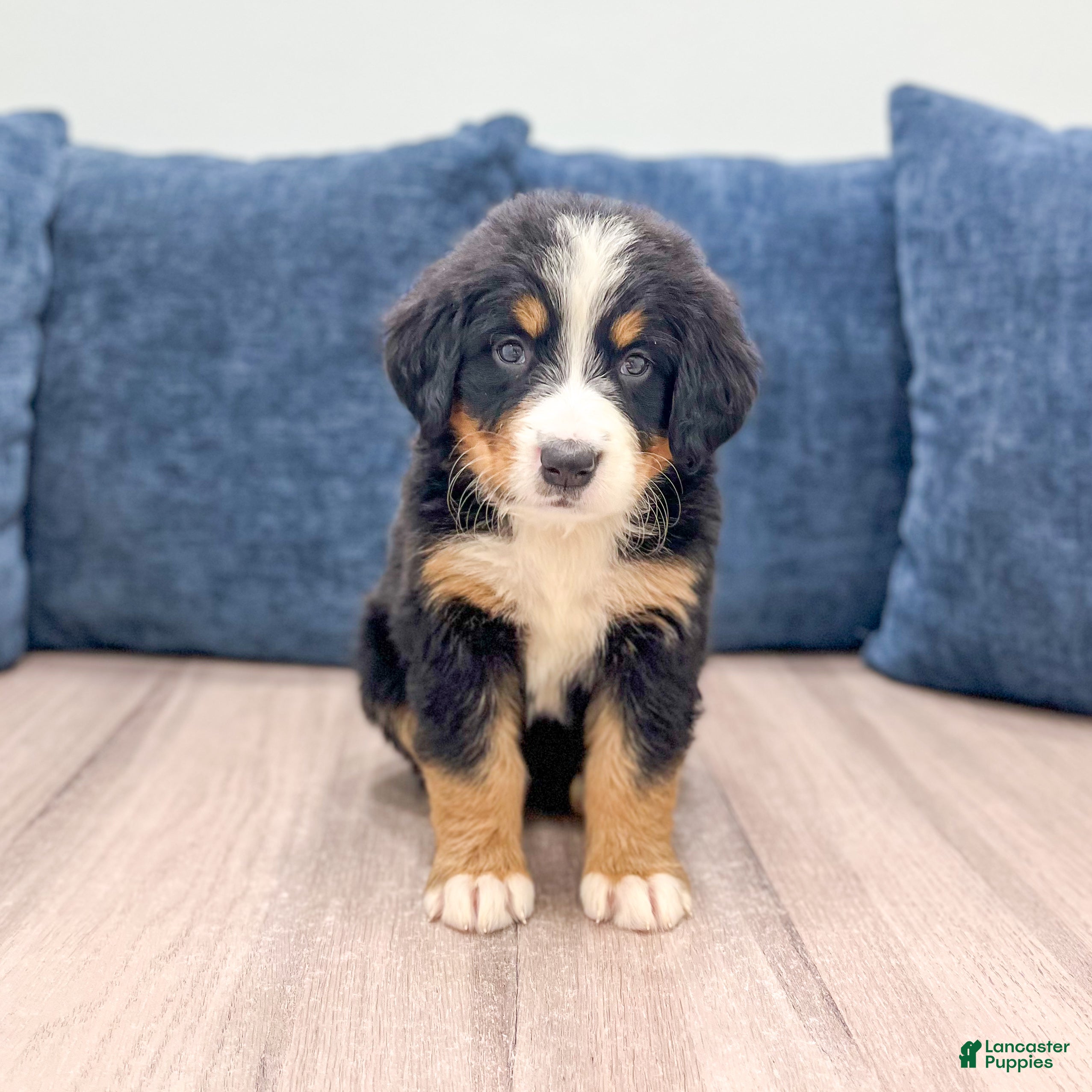 Bernese Mountain Dog dogs Jette - Ad 1