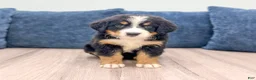 Bernese Mountain Dog dogs for sale: Jette - Ad 1