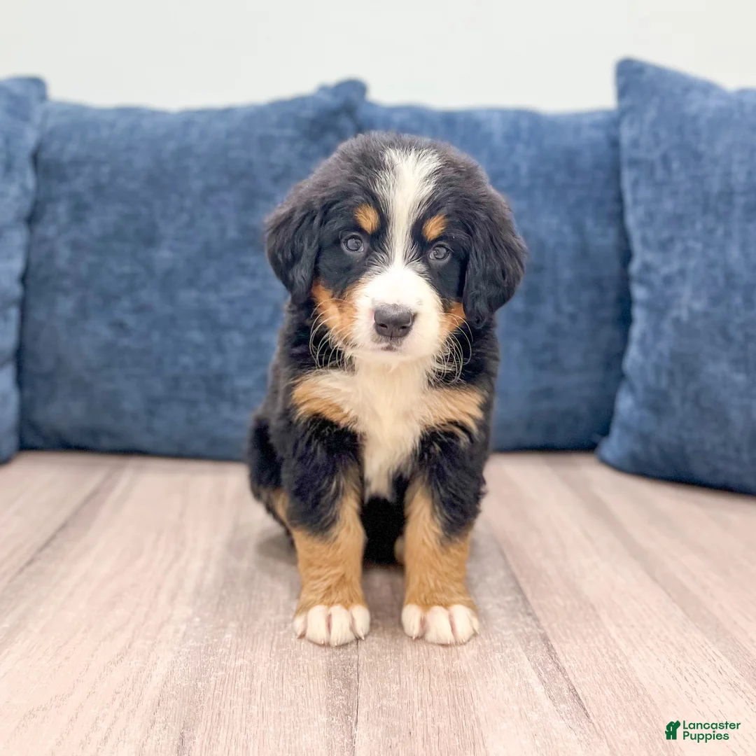 Bernese Mountain Dog dogs for sale: Jette - Ad 1