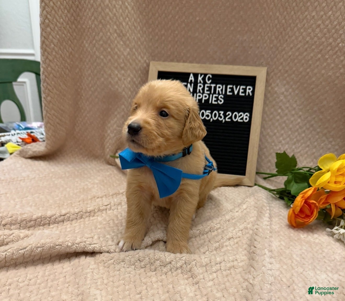 Golden Retriever dogs Miss. Teal - Ad 1