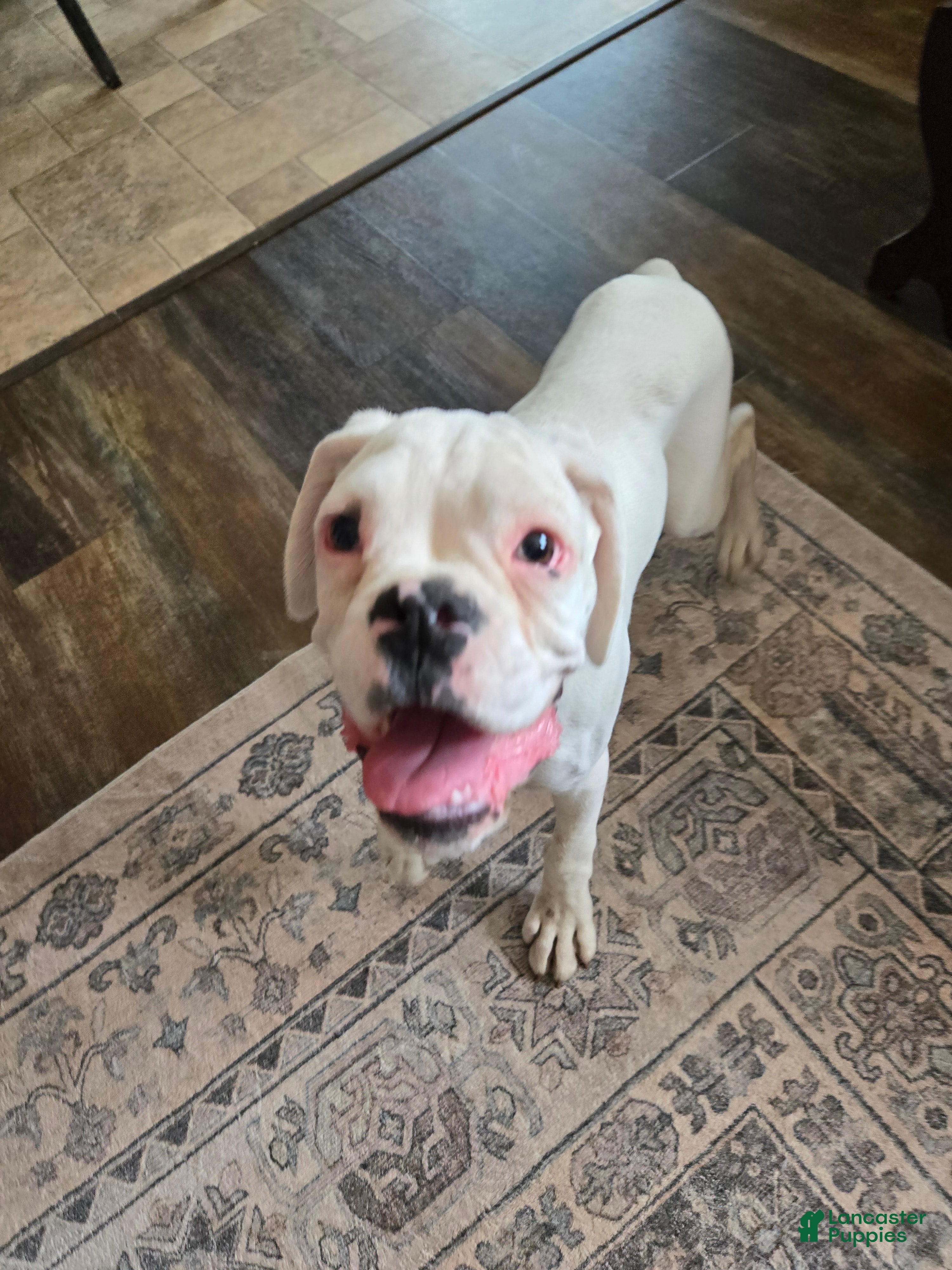 Boxer dogs Pete - Ad 1