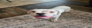 Pete