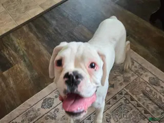 Boxer dogs for sale: Pete - Ad 3