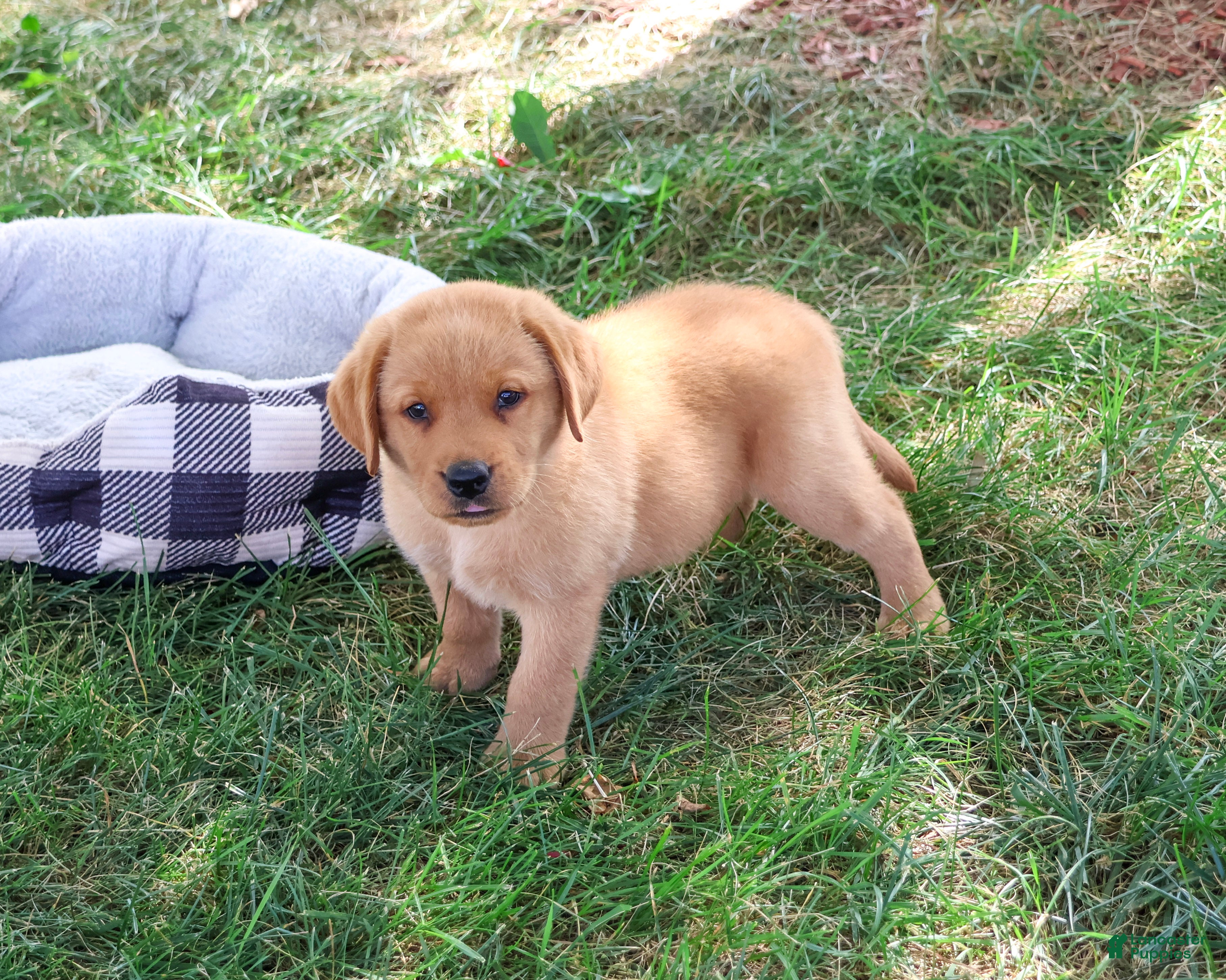 Labrador Retriever dogs Cooper - Ad 39