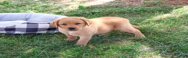 Cooper