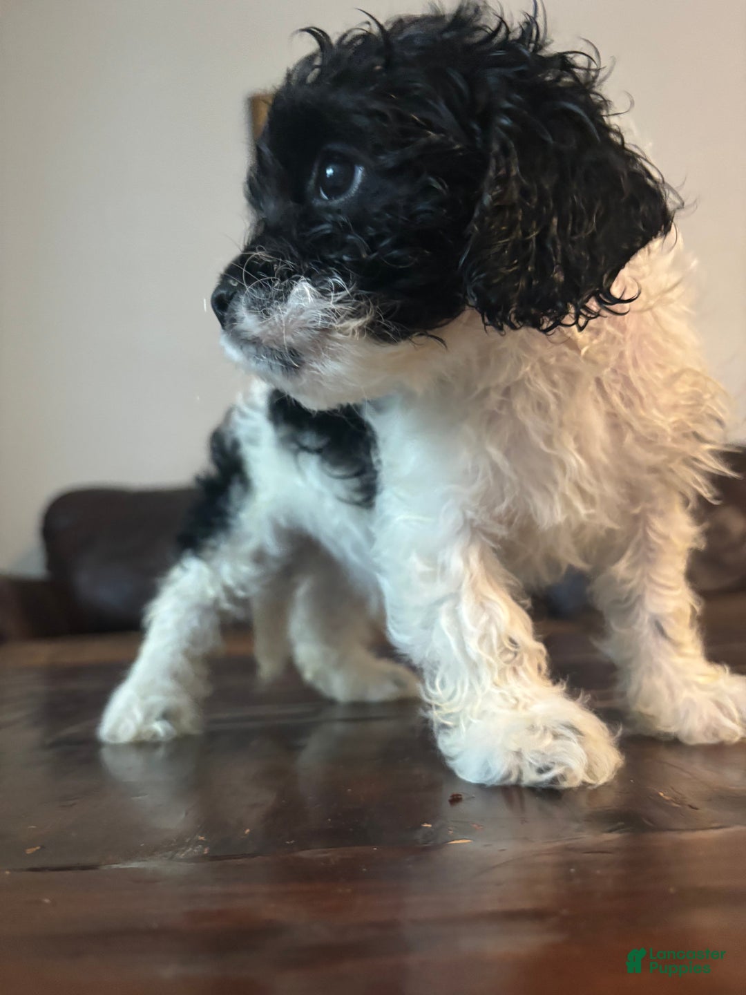 Cockapoo dogs for sale: Cockapoo Puppy 3 - Ad 12