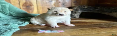 Shiba Inu Puppy 1
