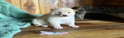 Shiba Inu dogs for sale: Shiba Inu Puppy 1 - Ad 1