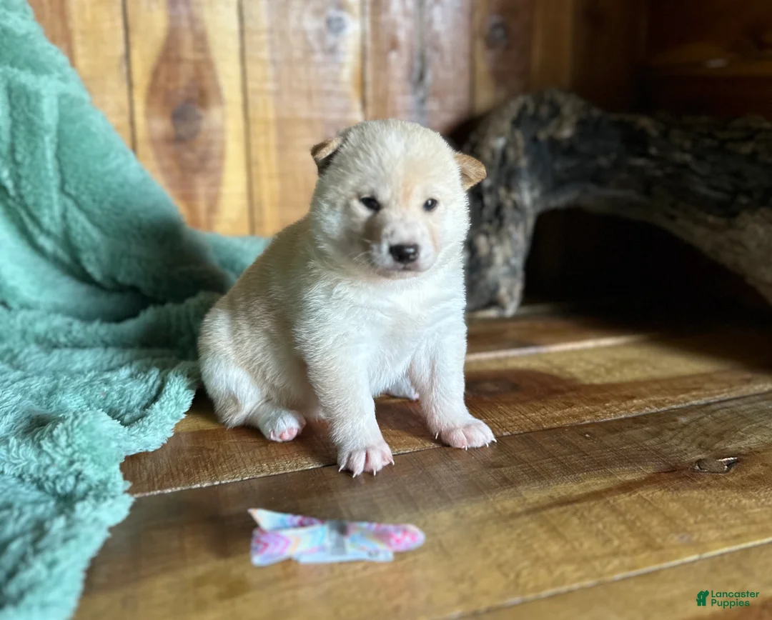 Shiba Inu dogs for sale: Shiba Inu Puppy 1 - Ad 1