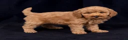 Mini Goldendoodle dogs for sale: Kelsie - Ad 6