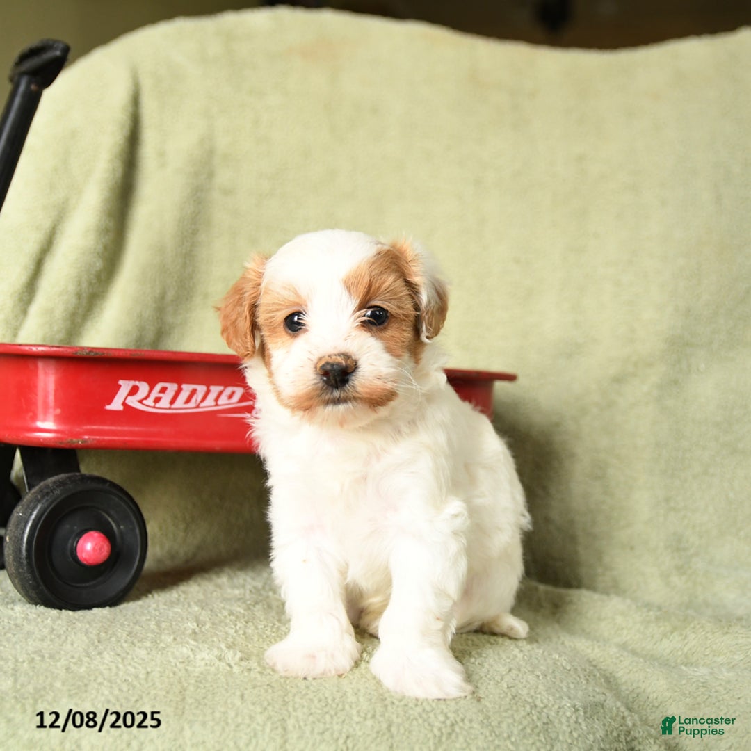 Havapoo dogs for sale: Leo - Ad 2